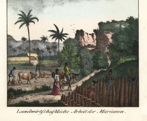 Chamarro-bønder pløyer et jorde og hugger ut rader med plantasjer i Marianenes øygruppe (USA). Illustrasjon fra Voyage Around the World (1824) av Louis de Freycinet (1779–1842). Litografi for boken: «Galerie complete en tableaux fideles des peu»