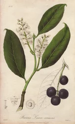 Kirsebærlaurbær eller laurbærmandel eller laurbærpame eller trebizondelaurbær (Prunus Lauro-cerasus) - Avløp av William Clarke for å illustrere «Medical Botanical, Description of the Medicinal Plants of London, Edinburgh and Dublin» av John Stephenson og J