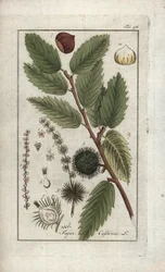 Kastanje (Castanea sativa). Litografi fra «Afbeelding der Artseny-Gewassen» av Johannes Zorn (1739-1799), Nederland