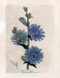 Chicoree bitere (Cichorium intybus) James Sowerbys «Medisinsk botanikk» av William Woodville og Sir William Jackson Hooker 1832.