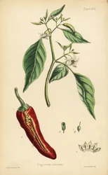 Chili, Capsicum annuum. Håndkolorert litografi av Henry Sowerby etter en illustrasjon av LW fra Edward Hamiltons Flora Homeopathica, Bailliere, London.