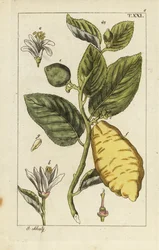 Sitron som viser frukt, blader og blomster, Citrus medica.