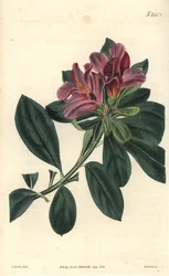 Klase med lilla blomster fra en indisk asalee. Illustrasjon av C. Curtis, gravering av Weddell. Eau forte i The Curtis Botanical Magazine, av Samuel Curtis.