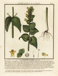 Hanekam, Rhinanthus crista-galli.