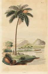 Kokosnøttre, Cocos nucifera