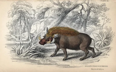 Vanlig afrikansk phacochere (Phaochoerus africanus). Kobberstikk av William Lizars, basert på en tegning av James Stewart, publisert i Naturalist Library: pattedyr, pachydermer og firbein med fin hud, redigert av WH Lizars, i Edinburgh, Skottland.