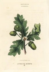 Vanlig britisk eiketre, Quercus robur. Håndkolorert kobberstikk etter en illustrasjon av Richard Duppa fra hans The Clours and Orders of the Linnaean System of Botany, Longman, Hurst, London.