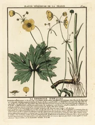 Vanlig smørblomst, Ranunculus acris.