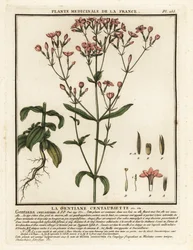 Vanlig århundre. Centaurium erythraea.