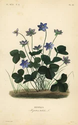Vanlig hepatica eller levermose, Anemone hepatica, Hepatica triloba, Hepatique