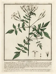 Vanlig sjasmin, Jasminum officinale.