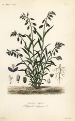 Vanlig melkeurt, Polygala vulgaris, Polygala commun