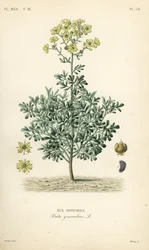 Vanlig rue eller nådeurt, Ruta graveolens, Rue officinale