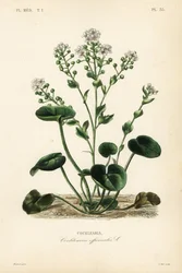 Vanlig skjørbuk eller skjeurt, Cochlearia officinalis, Cochlearia
