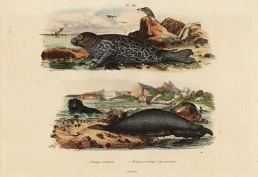 Vann sel, Phoca kalv 1 og nordlig elefantsel, Mirounga angustirostris 2