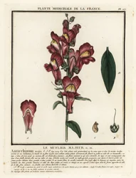 Vanlig snapdragon, Antirrhinus majus.