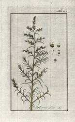Vanlig brus (Salsola brus). Litografi fra “Afbeelding der Artseny-Gewassen” av Johannes Zorn (1739-1799), Nederland