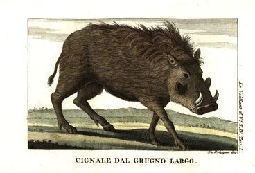 Vanlig vortesvin, Phacochoerus africanus. Fra Francois Le Vaillant (Levaillant