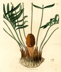 Coontie, Zamia pumila var. hann. Håndkolorert kobberstikk av Weddell fra Samuel Curtis#39; Botanical Magazine, London