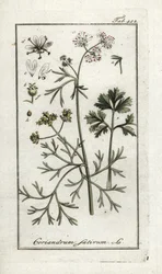 Koriander (Coriandrum sativum). Litografi fra “Afbeelding der Artseny-Gewassen” av Johannes Zorn (1739-1799), Nederland