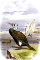 Skarv, ca. 1850 (litografi)