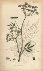 Vannhemlock, Cicuta virosa. Håndkolorert litografi av Henry Sowerby fra Edward Hamiltons Flora Homeopathica, Bailliere, London.