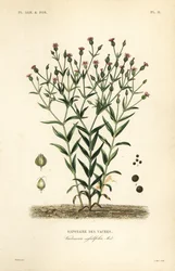 Kuurt, Vaccaria hispanica, Vaccaria sessilifolia, Saponaire des Vaches