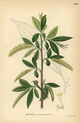 Sprekkpiletre , Salix fragilis