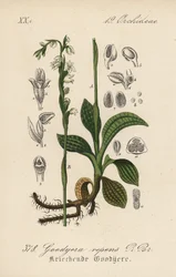 Krypende goodyere - Krypende damelokker, Goodyera repens. Håndkolorert litografi fra Diederich von Schlechtendals German Flora (Flora of Germany), Jena