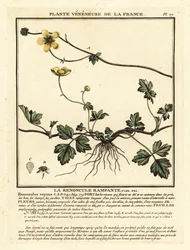 Krypende smørblomst, angret Ranunculus.