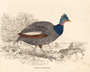 Toppperlehøne, Guttera pucherani (Numida cristata). Håndkolorert stålgravering fra Georg Friedrich Treitschkes naturhistoriske galleri, Naturhistorisk museum for Det tredje riket, Leipzig