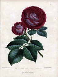 Karmosinrød rosa og lilla. Hybridvariant av teen, dyrket i drivhus, typen Rose of China. Litografi av Worthington G. Smith (1835–1917), publisert i Floral Magazine.