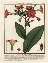 Dyrket tobakk, Nicotiana tabacum.
