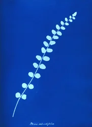 Cyanotype av britisk bregne