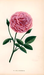 De la Grifferaie-rosen, en hybrid av Rosa multiflora, dukket opp på markedet rundt 1846. Kromolitografi tegnet og litografert etter naturen av F. Grobon fra Hippolyte Jamain og Eugene Forneys «Les Roses», Paris, J. Rothschild.