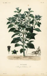 Dødelig nattskygge, Atropa belladonna, Belladone