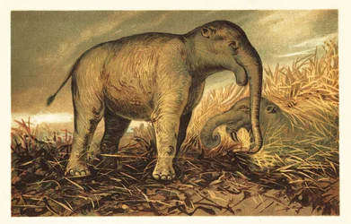 Deinotherium giganteum , stor forhistorisk slektning av dagens 1908 (litografi)