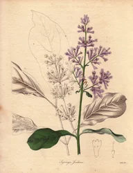 Beskrivelse av den ungarske syrinen (Syringa josikaea), hjemmehørende i Sentral- og Øst-Europa. Illustrasjon av Miss R. Mills (aktiv 1836-1842), i The Botanist, serie av Benjamin Maund i fem bind, utgitt mellom 1836 og 1842. Dette verket er kjent