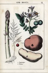 Beskrivende tavle: grønn asparges og potet. Kromolitografi i «Recueil d#39;images instructives ou lecons du monde vegetal», av Charlotte Mary Yonge (1823–1901), utgitt i Edinburgh (Skottland) i 1858.