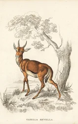 Dorcasgaselle, Gazella dorcas (vanlig kevel, Gazella kevella). Sårbar. Etter en illustrasjon av James Stewart. Håndkolorert litografi fra Georg Friedrich Treitschkes naturhistoriske galleri, Naturhistorischer Bildersaal des Thierreiches, Liepzig.