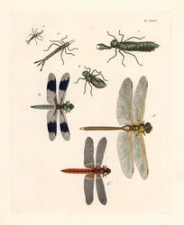 Øyenstikkerlarver 1, 2, 3, vanlig hvithaleøyenstikker, Libellula lydia 4, grønn keiserøyenstikker, Anax junius 5, og skarlagenrød eller karmosinrød øyenstikker, Crocothemis servilia 6. Håndkolorert litografi fra John O. Westwoods nye utgave av Dru Drurys
