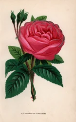 Duchesse de Cambaceres-rose, hybridsort dyrket av Monsieur Fontaine fra Chatillon i 1854. Kromolitografi tegnet og litografert etter naturen av F. Grobon fra Hippolyte Jamain og Eugene Forneys «Les Roses», Paris, J. Rothschild