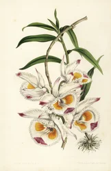 Hertugen av Devonshires Dendrobium-orkidé, Dendrobium devonianum. Håndkolorert litografi av Stroobant fra Louis van Houtte og Charles Lemaires Blomster i Europas hager og drivhus, Blomster i Europas hager og hager, Ghent, Belgia