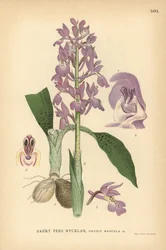 Tidlig lilla orkide, Orchis mascula