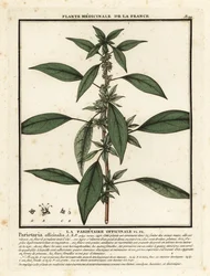 Østlig pellitory-of-the-wall, Parietaria officinalis.