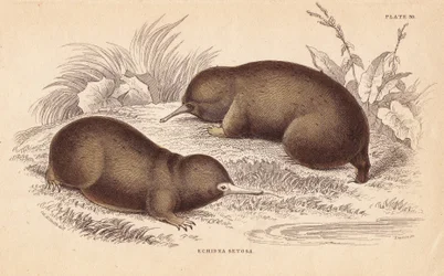 Echidna eller piggete maursluker, Tachyglossus aculeatus (Echidna setosa). Håndkolorert stålgravering av Lizars etter en illustrasjon av Charles Hamilton Smith fra William Jardines naturalistbibliotek, Edinburgh.
