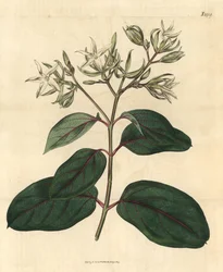 Echite - Kamettia caryophyllata (Nellikduftende echitter, Echites caryophyllata). Håndkolorert botanisk gravering fra John Sims#39; Curtis#39;s Botanical Magazine, Couchman, London.