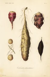 Spiselige knoller, Spiselige knoller