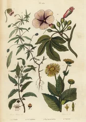 Elecampane, Inula helenium 1-3, grønn fiolett, Hybanthus arter Ionidium polygalifolium 4-6, ipecacuanha, Carapichea ipecacuanha 7-9, og morgenfrue, Ipomoea insignis 10