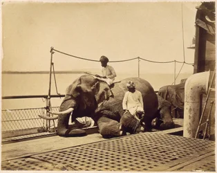 Elefant på dekket av et skip, Penang, Malaya